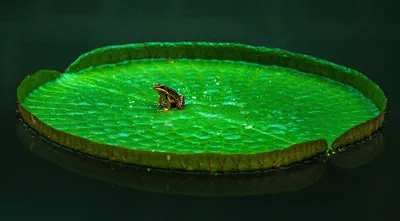 Upgrading Ubuntu 20.04 to 22.04 & PHP 7.4 to 8.1 for WordPress