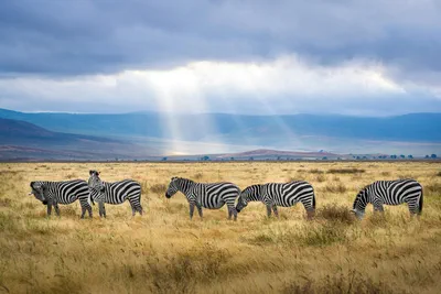 Samba File Server: Web Access Through Filebrowser With SSO & HTTPS