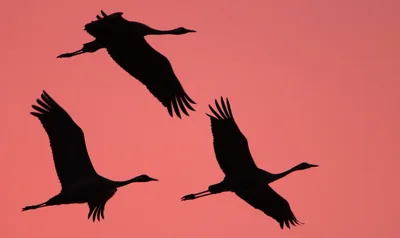 Scripted WordPress to Hugo Migration