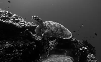 Fast & Silent 5 Watt PC: Minimizing Idle Power Usage